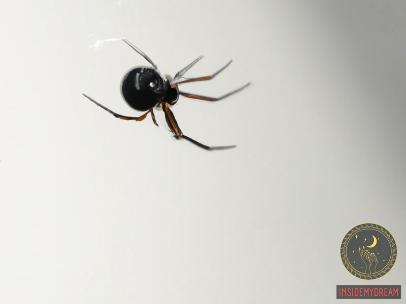 What Is A Black Widow Spider?