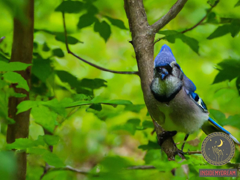 What Is A Blue Jay Bird?