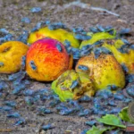 Decoding the Symbolism of Rotten Fruit Dreams