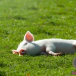 Meaning of Dreaming about a White Pig