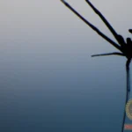 Understanding Poisonous Spider Dreams: Interpretation and Symbolism