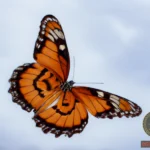 The Meaning of Dreaming About a Big Butterfly