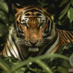 The Tiger Captured Dream: meanings, interpretation and significance