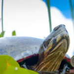 Talking Turtle Dream: What Does it Mean?