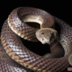 The Purpose of Dreaming of Poisonous Snakes: What Your Subconscious is Trying to Tell You