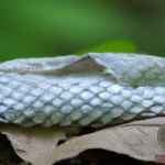 Snake Shedding its Skin Dream Meaning: Interpretation and Symbolism