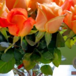The Meaning of Seeing Orange Roses in Romantic Dreams