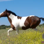 Exploring the Symbolic Meaning of a Brown and White Horse Dream
