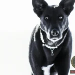 Understanding the Symbolism of Black Dogs in Christian Dreams