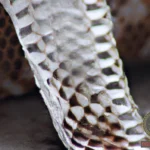 The Meaning of Finding Snake Skin in Your Dreams