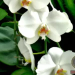 Blooming White Orchids Dream Meaning: Interpreting the Symbolism of Your Dream