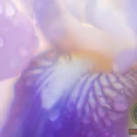 Iris Flowers Dream Meaning: Interpretations and Symbolism