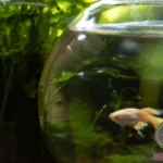 Fish Bowl Dream Meaning: Interpretation and Symbolism