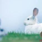 The Significance of Grey and White Rabbit Dreams