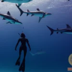Swimming with Sharks Dream Meaning: Decoding the Symbolism