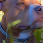 Brown Pitbull Dream Meaning: Unraveling the Deeper Significance