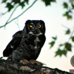 Understanding the Meaning of Your Black Owl Dream