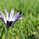 Uncovering the Spiritual Significance of Purple Daisies in Dreams