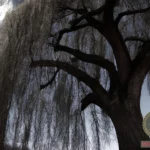 The Fascinating Symbolism of Willow Trees in Your Dreams