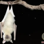 Decoding the Symbolism of a White Bat Dream