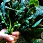 What Does It Mean To See Green Leafy Vegetables In A Dream?