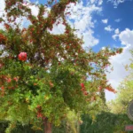 Understanding the Pomegranate Tree Dream Symbolism
