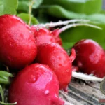 Unlock the Mysteries of Your Dreams with Garden Radish Dream Meaning
