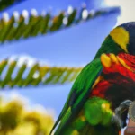 Feeding a Parrot Dream Meaning
