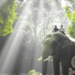 Riding an Enormous Elephant Dream Meaning