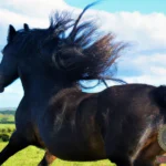 Galloping Horse Dream Meaning: Decoding Its Symbols
