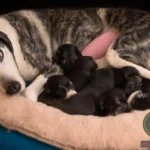 Dreaming About Dog Having Puppies: What Does it Mean?