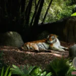 The Orange and White Tiger Dream Meaning