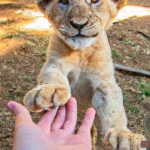 Playing with a Lion Cub Dream Meaning: Exploring the Deepest Interpretations