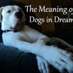 Animal Getting Wounded and Dying Dream Meaning: Deciphering its Symbolism