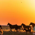 Wild Horses Dream Meaning: Interpretation and Symbolism