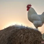 What Does it Mean to Dream About a White Rooster?