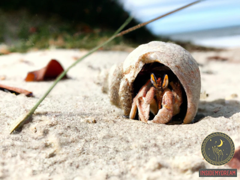 The Significance Of Hermit Crabs In Dreams