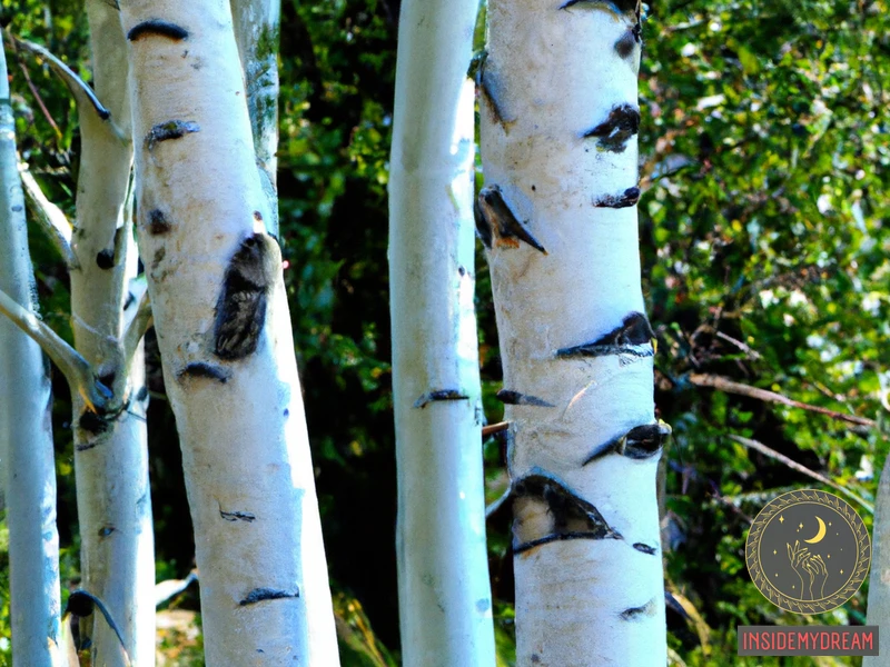 The Symbolism Of Birch Trees