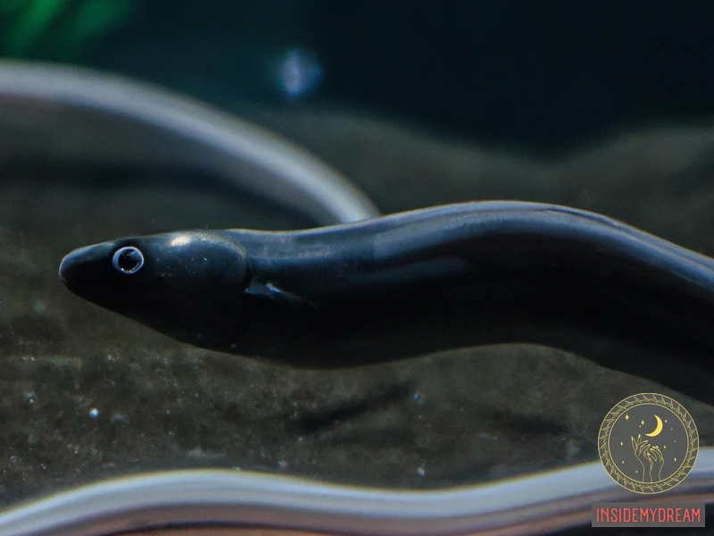 Understanding Eels As A Symbolic Animal
