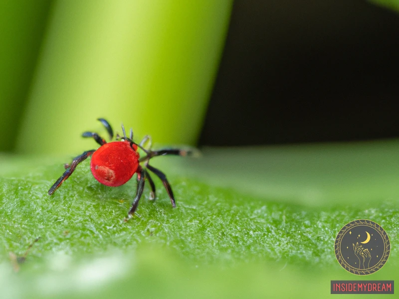 Understanding Red Spider Mites