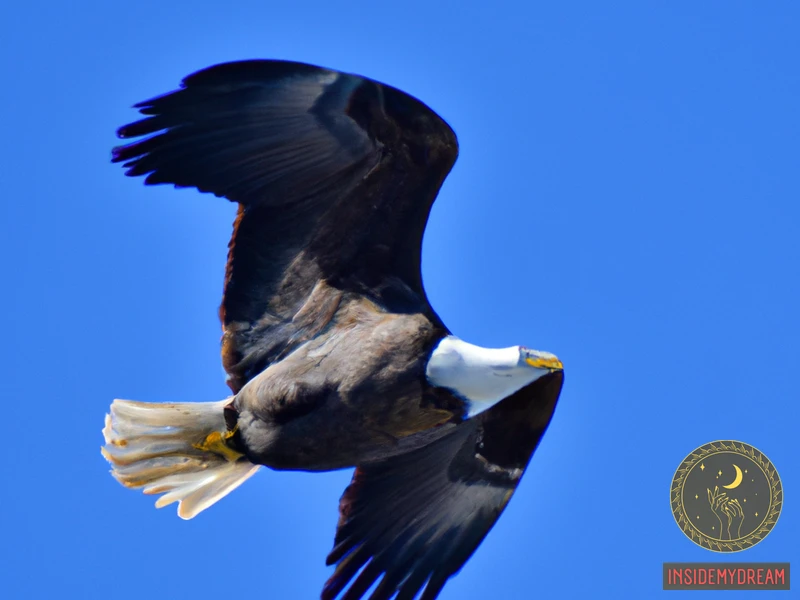 bald-eagle-dream-meaning-interpretations-and-symbolism