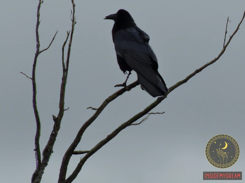What Does Seeing Black Crows Mean?