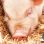 What Does Dreaming of Baby Pigs Mean?