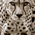Deciphering the Symbolism of Cheetah Attack Dreams
