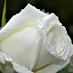 The Romantic Dream Meaning of Seeing White Roses