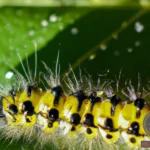 Hairy Caterpillar Dream Meaning: Decoding the Hidden Messages