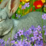 Grey Rabbit Dream Meaning
