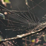 Spiderweb Dream Meaning: Decoding Your Arachnid-Inspired Nightmares