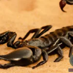 What Does It Mean to Dream About Killing a Black Scorpion?