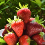 Strawberry Dream Meaning: Interpretation and Symbolism